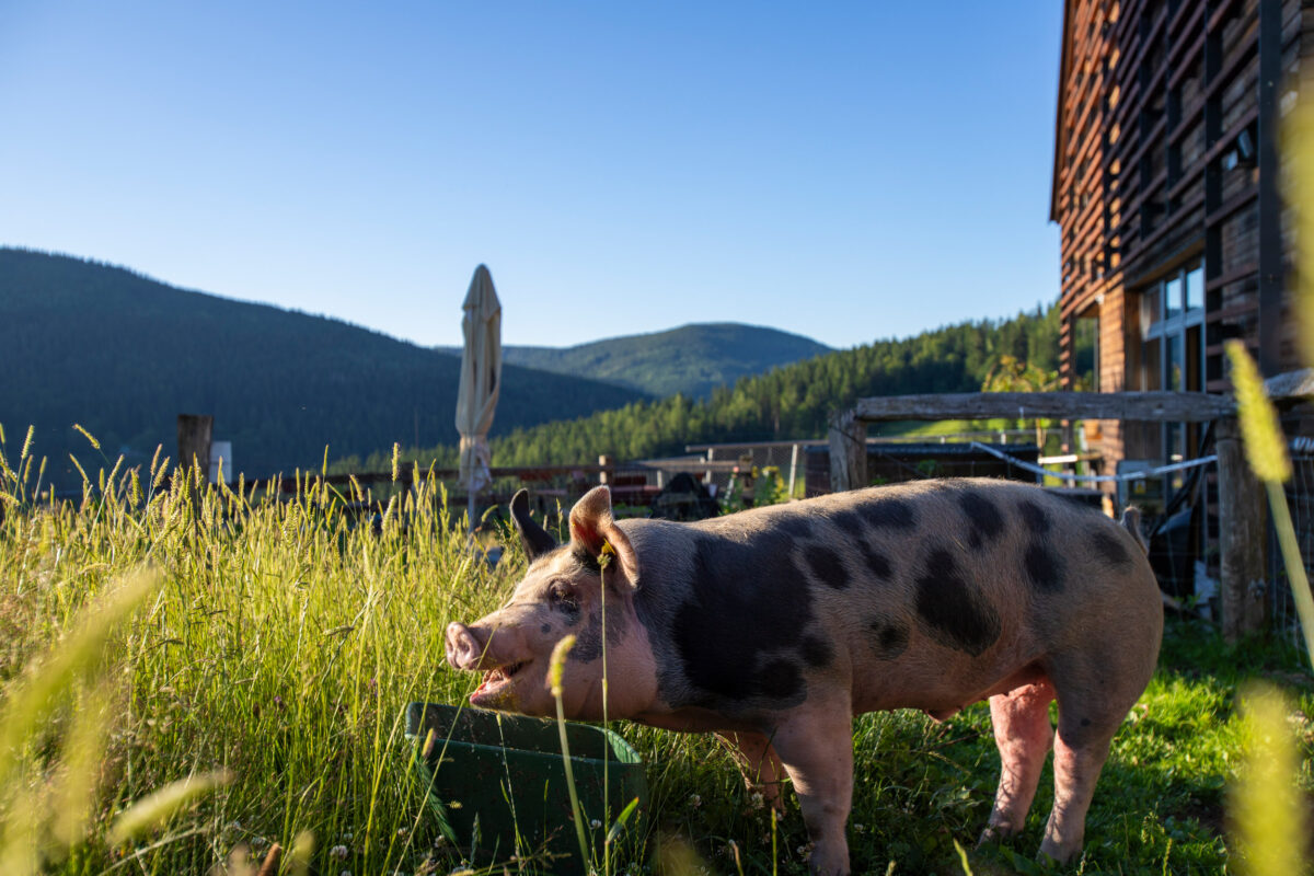 Minizoo, hotel, ubytování